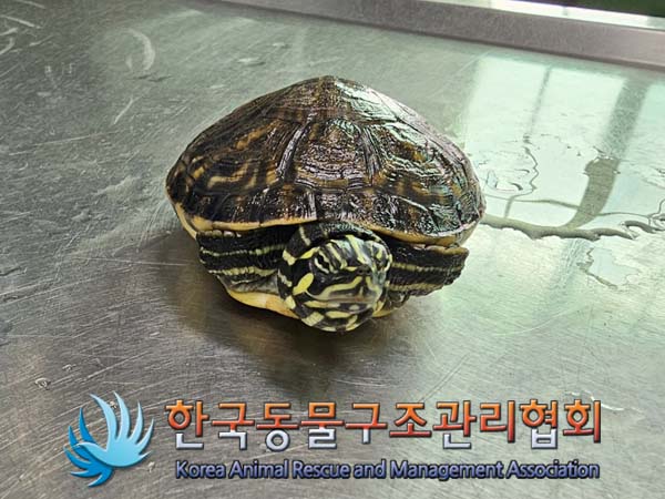 [기타축종] 거북이 서울-강서-2024-00047 유기동물 배경 이미지 입니다.